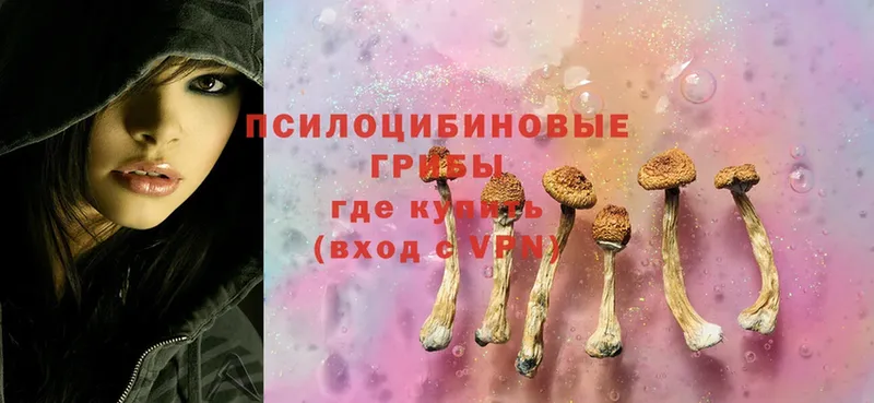 Галлюциногенные грибы Cubensis  сайты даркнета какой сайт  Зеленокумск 